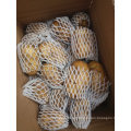 New Harvest Fresh Potato From China Wholesale